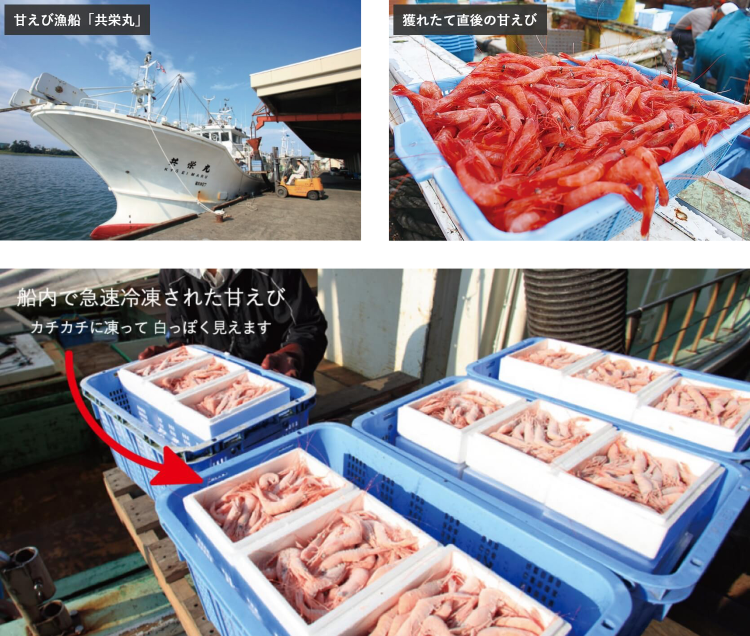 甘えびの鮮度へのこだわり(船上での急速冷凍)