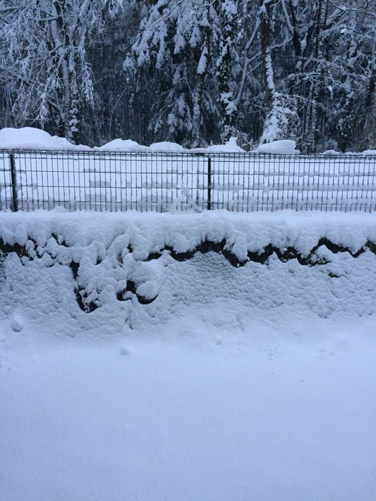 大雪です。。。
